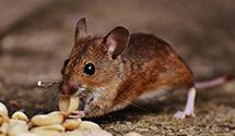 24 Hour & Emergency Exterminators in Fort Myer, VA